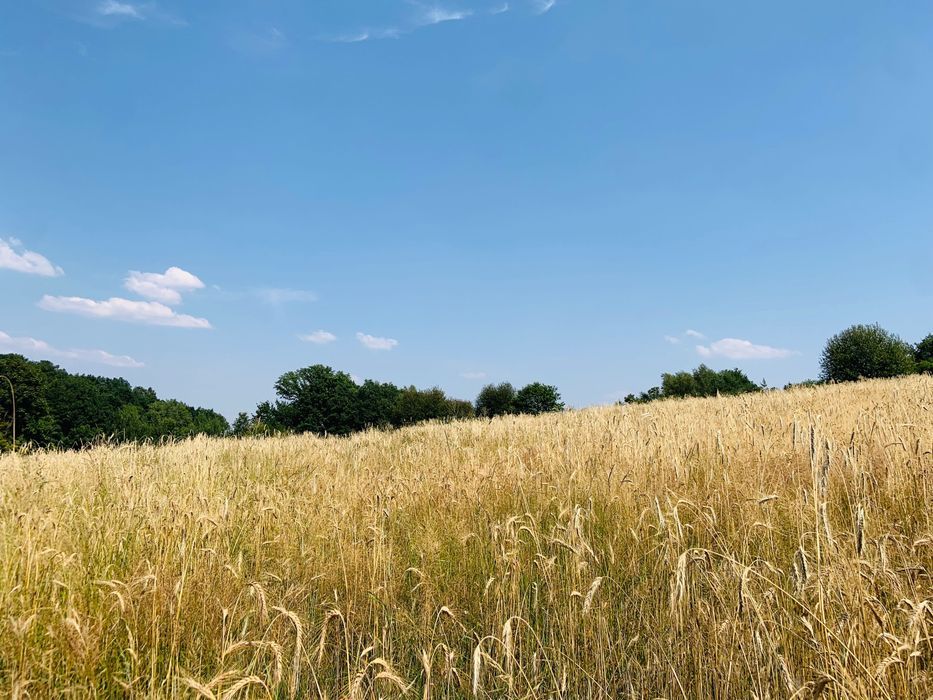 Działka budowlana Sieniawa. Zdjęcie 6