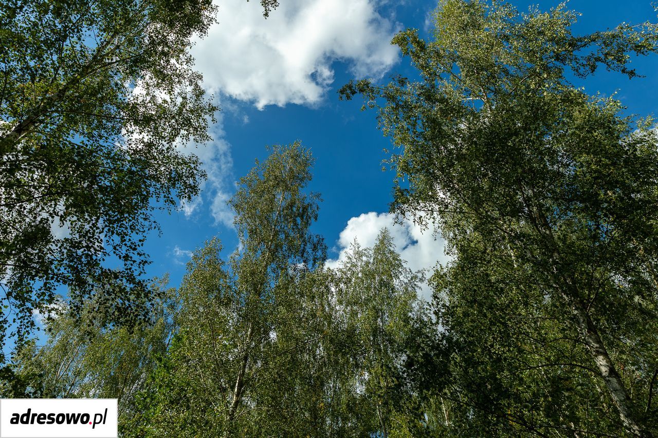 Działka budowlana Kotorydz, ul. Aroniowa. Zdjęcie 4
