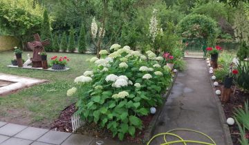 Działka rod Pakość