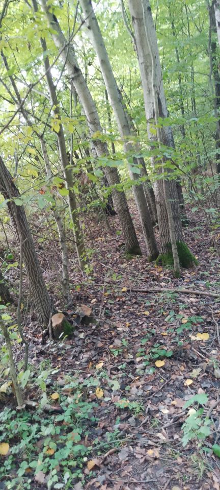 Działka leśna Osobnica Wysłanka, Osobnica. Zdjęcie 12