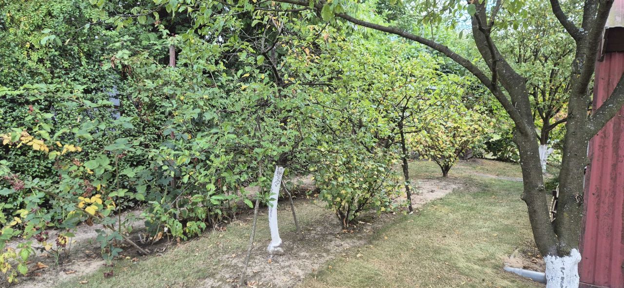 Działka rod Elizówka. Zdjęcie 8