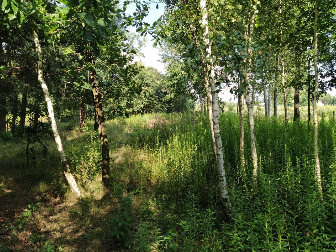 Działka rolna Turowice. Zdjęcie 5