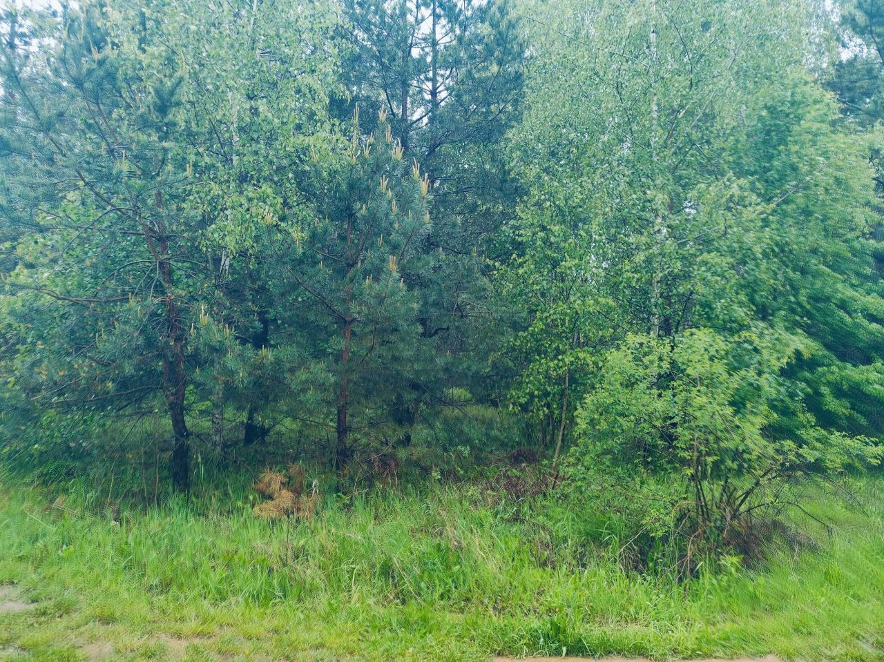 Działka rekreacyjna Trelkowo. Zdjęcie 7