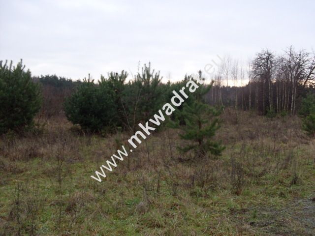 Działka rolna Korabiewice. Zdjęcie 6
