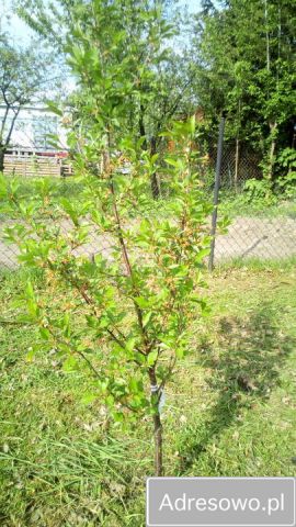 Działka rod Kutno, ul. Bałtycka. Zdjęcie 1