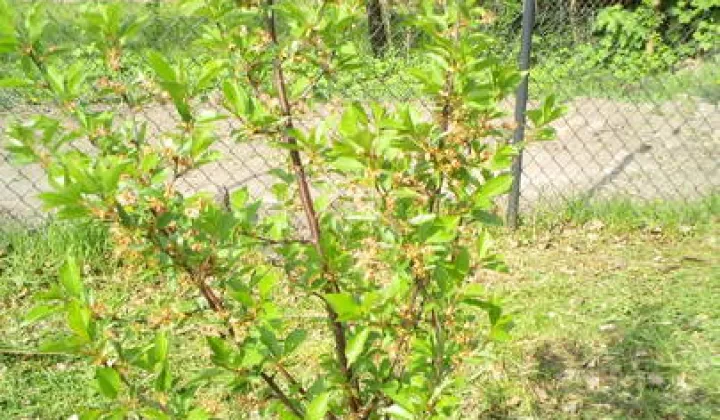 Działka rod Kutno, ul. Bałtycka