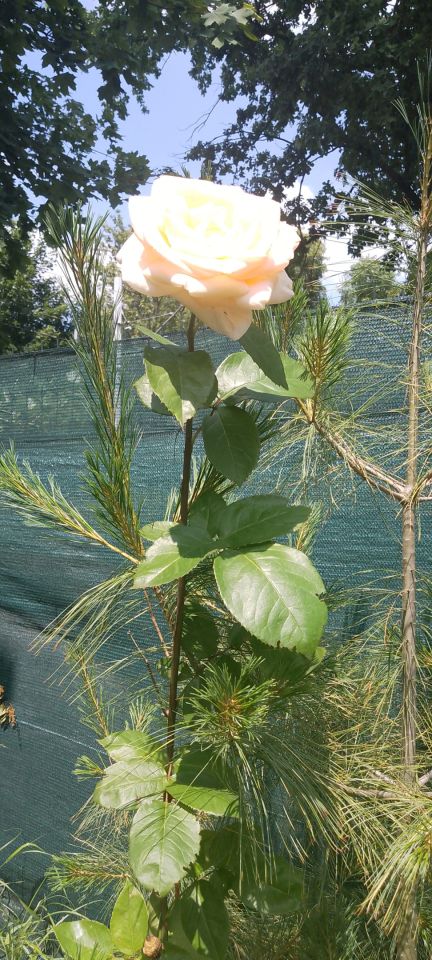 Działka rod Gliwice Zatorze, ul. Towarowa. Zdjęcie 14