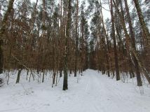 Działka leśna Władysławów, ul. Brzozowa. Zdjęcie 4