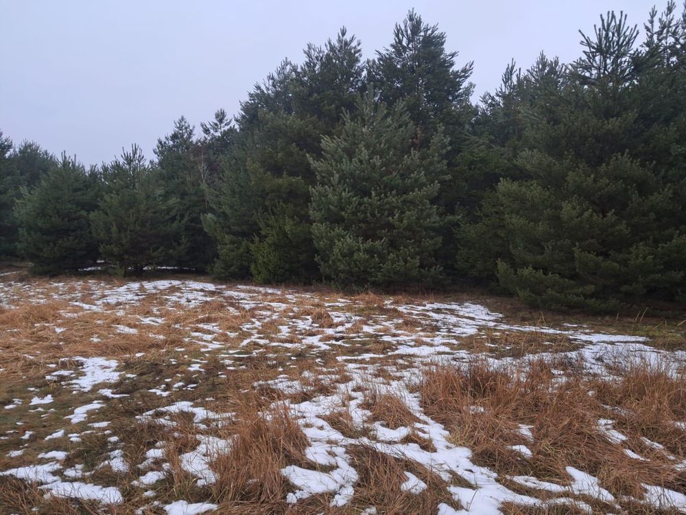 Działka rolno-budowlana Kochlew. Zdjęcie 5