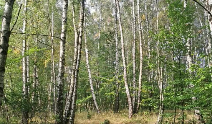 Działka leśna Tokary