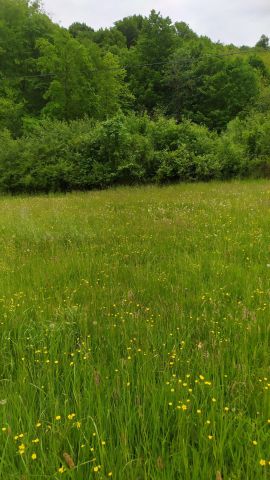 Działka rolno-budowlana Wola Nieszkowska Pańska Rola. Zdjęcie 1