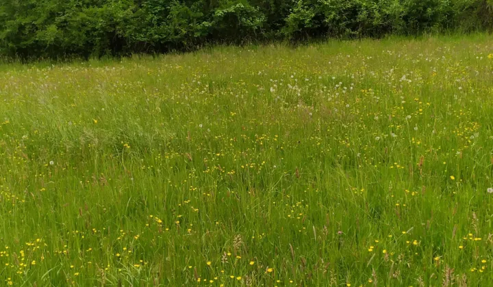 Działka rolno-budowlana Wola Nieszkowska Pańska Rola