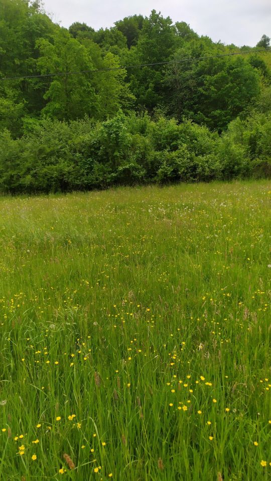 Działka rolno-budowlana Wola Nieszkowska Pańska Rola