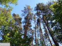 Działka rolna Chłopowo. Zdjęcie 4