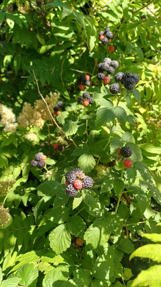 Działka rod Piła. Zdjęcie 6