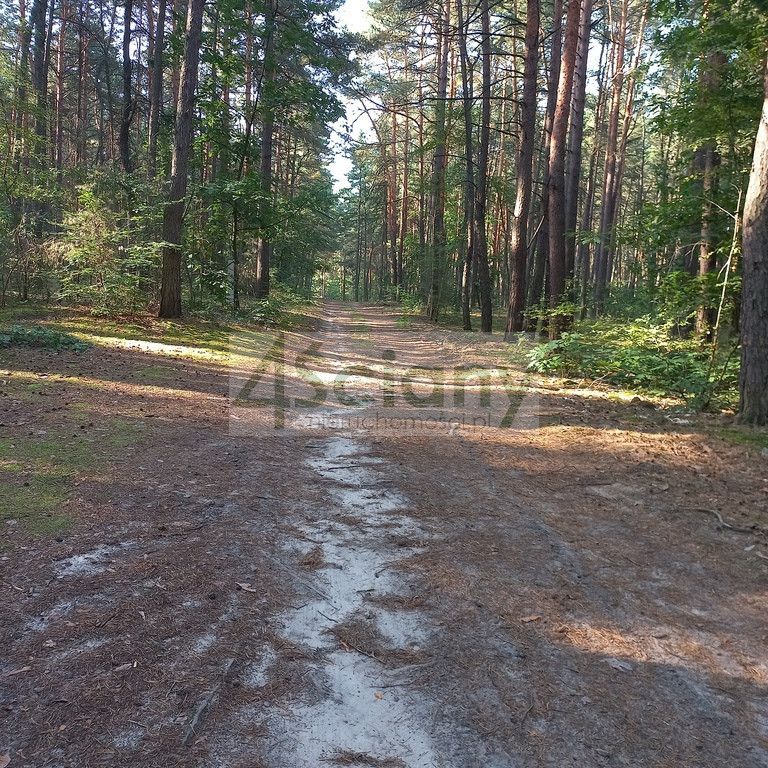 Działka leśna Sękocin-Las. Zdjęcie 2