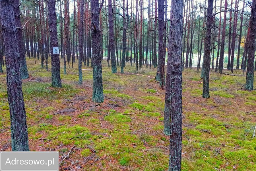 Działka leśna Zielona Chocina. Zdjęcie 9