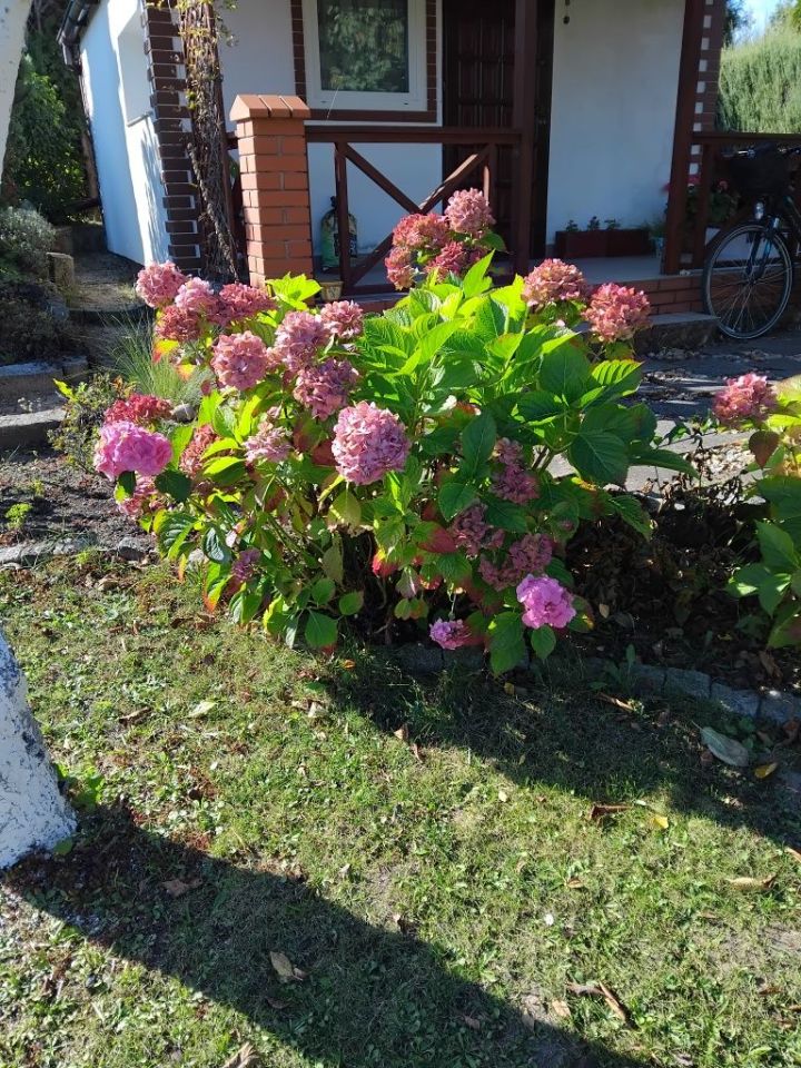 Działka rod Gniezno. Zdjęcie 6