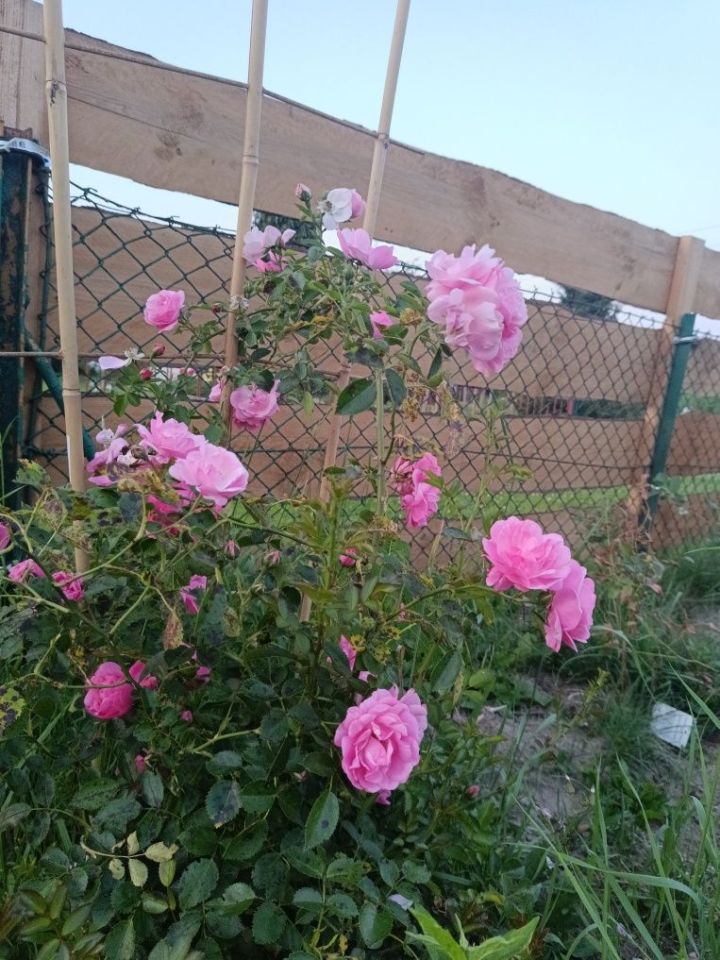 Działka rod Stalowa Wola. Zdjęcie 4