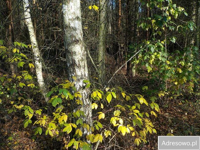 Działka Ludowice. Zdjęcie 9