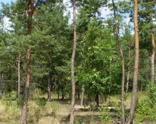 Działka leśna Nowe Lipki. Zdjęcie 1