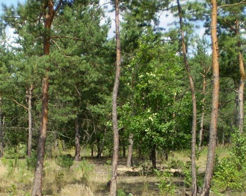 Działka leśna Nowe Lipki. Zdjęcie 1