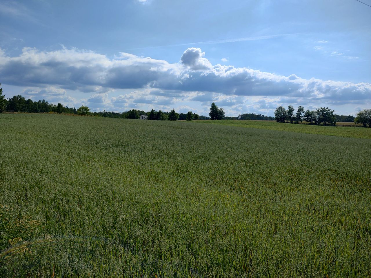 Działka rolno-budowlana Liniewko Kościerskie Liniewko Kaszubskie. Zdjęcie 3