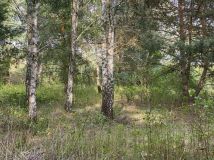 Działka budowlana Uwieliny, ul. Spokojna. Zdjęcie 3