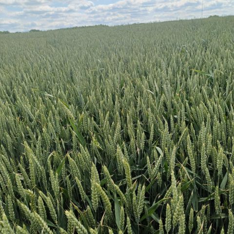 Działka rolna Pietrzwałd. Zdjęcie 1