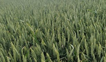 Działka rolna Pietrzwałd