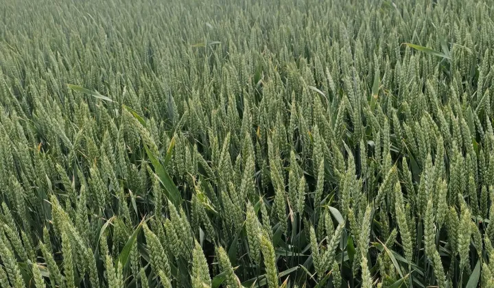 Działka rolna Pietrzwałd