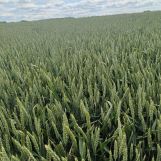 Działka rolna Pietrzwałd