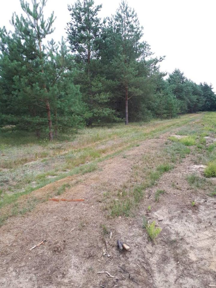 Działka budowlana Rosocha-Kolonia. Zdjęcie 2