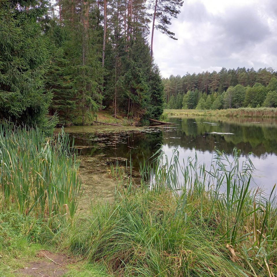 Działka rolno-budowlana Folwarki Wielkie. Zdjęcie 3