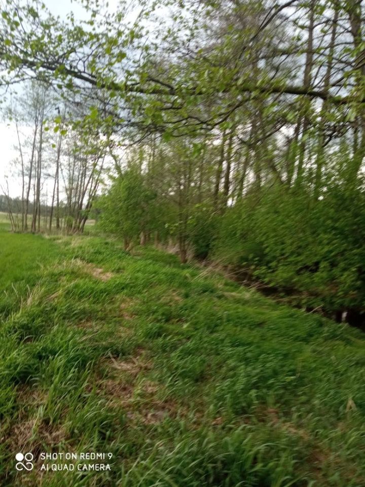 Działka leśna Niedrzwica Duża. Zdjęcie 3