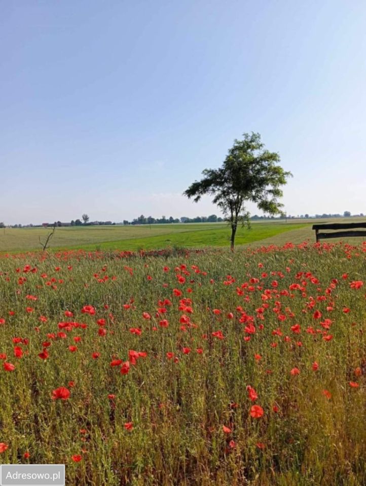 Działka budowlana Giewartów. Zdjęcie 2