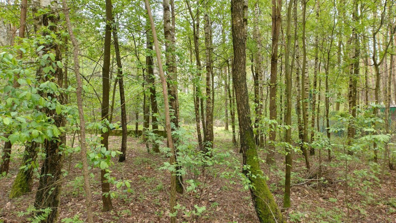 Działka budowlana Zofiówka, ul. Cmentarna. Zdjęcie 6