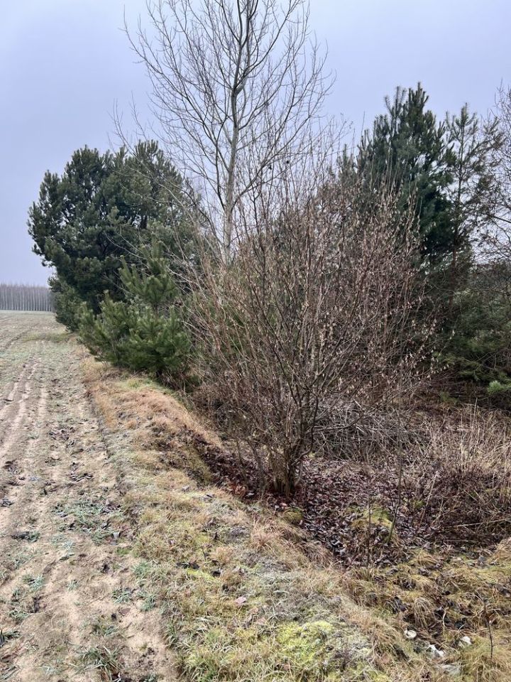 Działka budowlana Ciecierówka. Zdjęcie 7