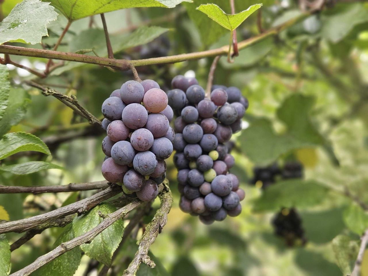 Działka rod Gliwice Śródmieście. Zdjęcie 7