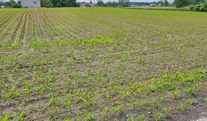 Działka rolna Łochocin