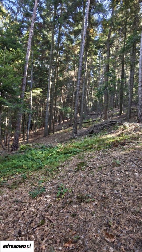 Działka leśna Wronowice. Zdjęcie 8