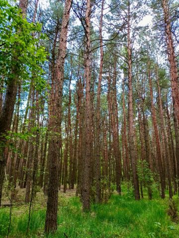 Działka leśna Pólka-Raciąż. Zdjęcie 1