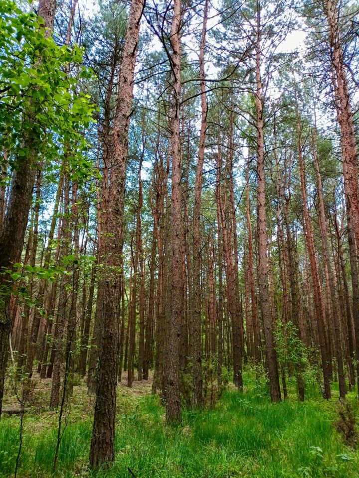 Działka leśna Pólka-Raciąż