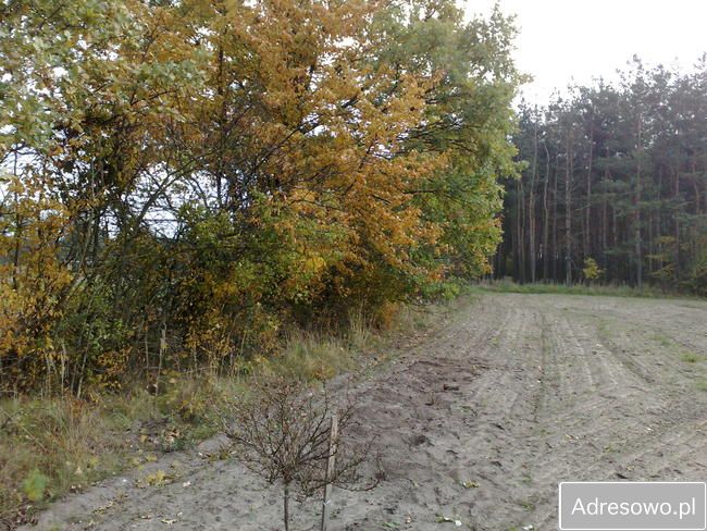 Działka siedliskowa Gutowo. Zdjęcie 5