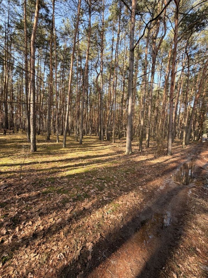 Działka leśna Zambski Kościelne. Zdjęcie 5