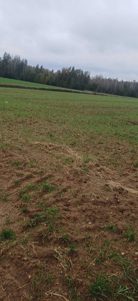 Działka rolno-budowlana Smolice. Zdjęcie 4