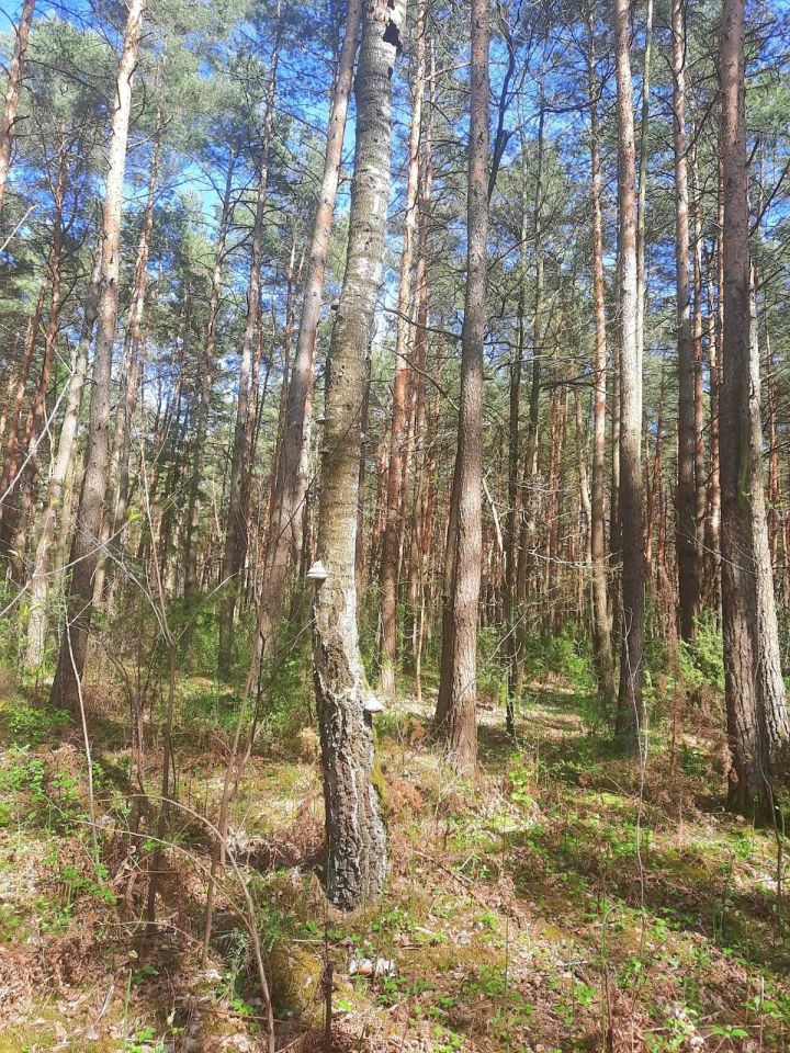 Działka leśna Trębaczew. Zdjęcie 8