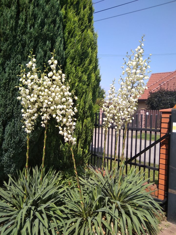 dom wolnostojący, 6 pokoi Warszawa Białołęka, ul. Ogniskowa. Zdjęcie 23