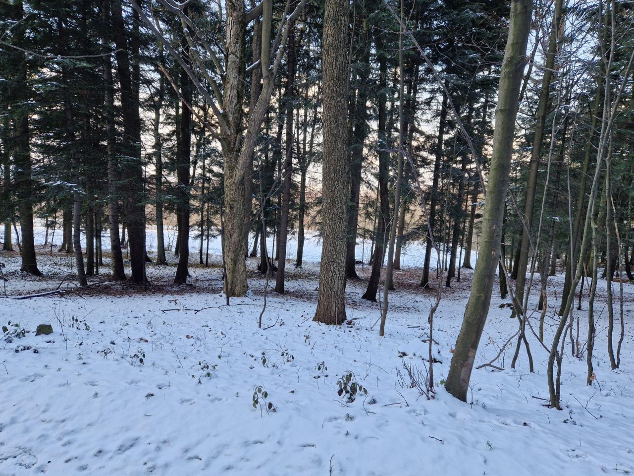Działka leśna Inwałd, Prosta. Zdjęcie 7