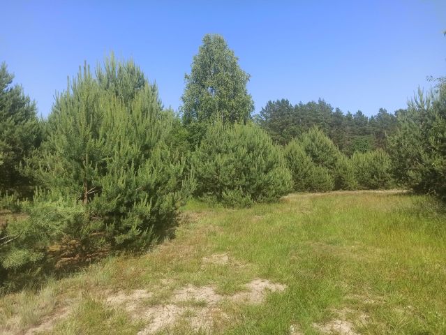 Działka budowlana Obrowo, ul. Lisia. Zdjęcie 1